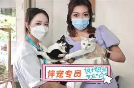 沈阳至高与湘涛斗智斗勇，胜负不明的简单介绍